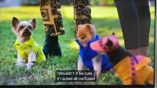 Strays #Pomeranian head tilting cutie Ditzy