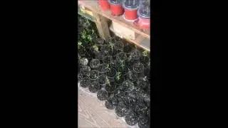 A simple Watering Bottle You can easily make to Water houseplants