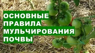 Основные правила мульчирования почвы для получения большого урожая овощей, экономии воды и денег на