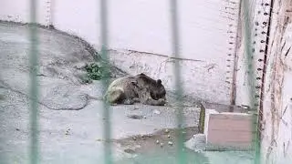 Gaziantep Hayvanat Bahçesi’nde ayılar aç, çöp içinde ve hasta!