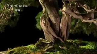 OMIYABONSAI