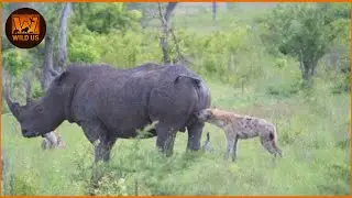Most Unbelievable Hyena Attacks Caught on Camera | Animal Fighting