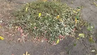 24.10.24 осенний сад