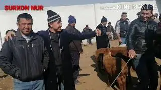 13 mart QUY OLADIGANLAR BORMI SURXONDARYO UZUN JUMA QUY BOZORI NARX UYLANADIGANLAR BORMI