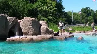 Bronx zoo sea lion