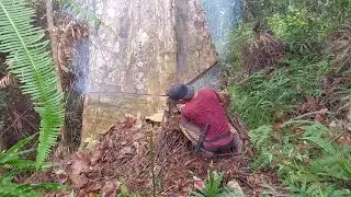TUMBANG KAYU  MANGGERIS _PENU GALIH KUNING PEKAT SAMPAIH DUDUK SAKING KERAS NYA