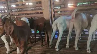 Dê cái giống sinh sản đang nuôi