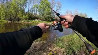 Форель річкова.