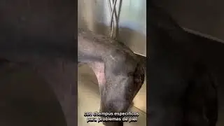 🐶 CASPA EN PERROS 🐾