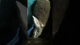 las aventuras de maples algodóncin