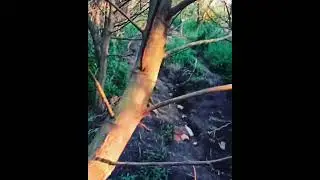 ketemu macan di gunung sindoro