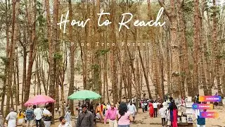 How to reach pine tree forest from moir point kodaikanal tamil nadu