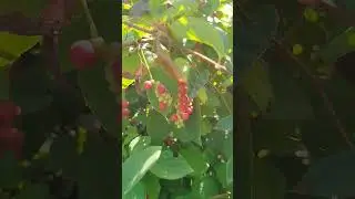 Невероятная жара и засуха этим летом. Стойкие садовые растения
