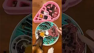 How to Improve Kibble 🫐🥩🦮 #shorts