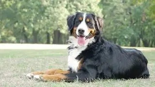 Bernese mountain dog | Nora