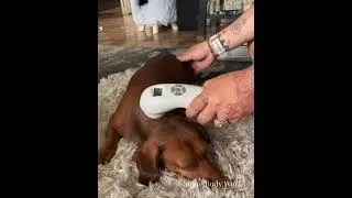 Pet Laser Therapy | 660mW Laser Therapy Device | Domer Laser review
