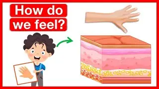 How do we feel? ✋ | Human skin anatomy | Easy learning video | 5 senses