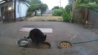 KiKi Panther makes its way to our patio for some nibbles! (mMc 2651)