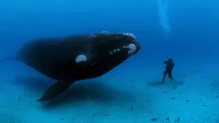 O som do animal mais solitário do mundo - 52 Hertz