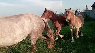Весь табун рванул к жеребцу