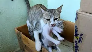 Mom Cat carries baby kittens in her mouth. Mom Cat carrying kittens.🐱🐱😆😆