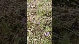 первый поход в лес.