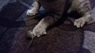 Кошка поймала мышку а потом скушает