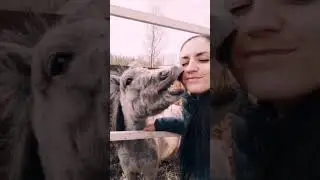 #лайк #лошади #животные #конники #жениться #утро #верхом