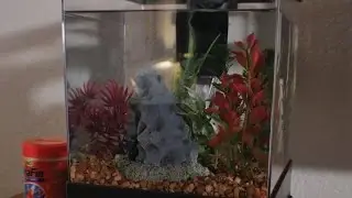 Working On My Fish Tank