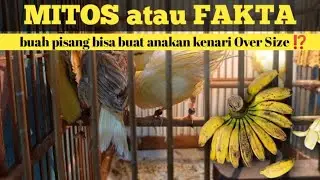 MITOS atau FAKTA buah pisang bisa buat kenarimu OverSize?!