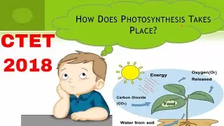 Photosynthesis Explained|Science for CTET and State TET Exam