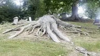 Oak Ridge Cemetery Part ll, What a root