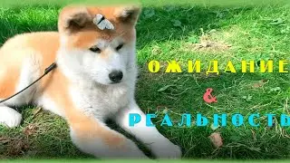 АКИТА-ИНУ 4 МЕСЯЦА Выпуск 3 Ожидание и реальность. 