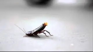 Roach Giving Birth! Disgusting?