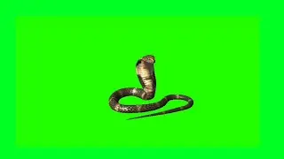 Cobra Snake Green Sreen Video | Manquin Black Danger Snake Green Screen