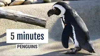Relax 5 minutes watching cute Penguins!