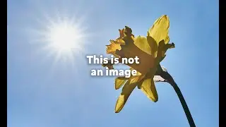 This is not an image