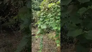 Дом в Грозном. 8 соток. Не далеко от центра города. #грозныйнедвижимость #дом #чечня