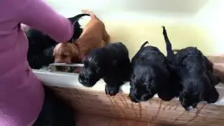 Puppy pampering part 1