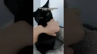 Why do I sound lkke that?😤🤣 #funnyvideos #funnycats #cats #shorts #funny #comedy #memes #catmemes