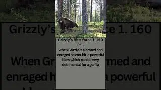 Grizzly Bear vs Silverback Gorilla 