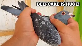 Pigeon Flying  ( Thunder & Beefcake Close Look )
