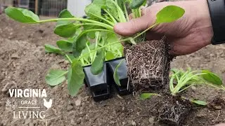 Weaning Rabbit Kits and Early Season Planting | Cole Crops in Zone 7B Virginia