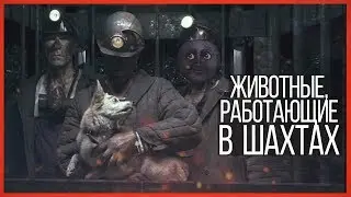 Сережа 01к и животные, работающие в шахтах
