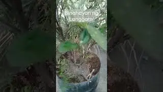 Paano ito puksain? Langgam sa Calamansi Tree #shortvideo #gardening #agrikultura #AGaderFarmLand