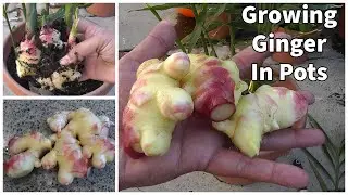 Urban farming : How to Grow Ginger in Containers