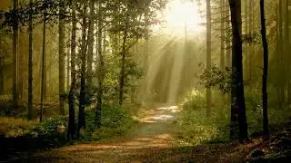 Восход, Закат, Природа, Бабочки, Цветы. Релакс музыка, футажи в одном клипе. Автор Григорий Шило