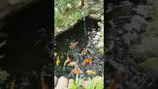 Bể cá Koi Nhật mini #naturesounds #koifish