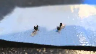 oPryzeLP Torturing Ants!