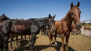Investigation at the Camargo Horse Slaughter Plant